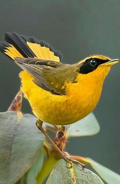 a yellow and black bird sitting on top of a leaf