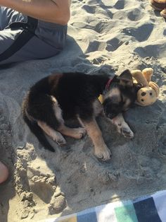 a dog laying in the sand with a stuffed animal