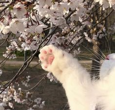 a white cat is reaching up into the air to catch a cherry blossom on a tree