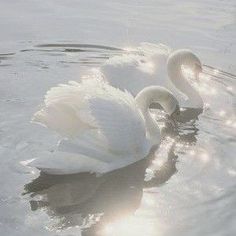 two swans are swimming in the water together