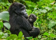 a mother gorilla holding her baby in the jungle