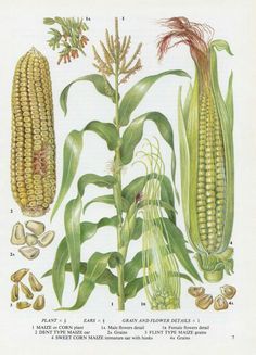 an illustration of corn on the cob, with other plants and seeds around it