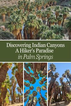 Uncover the natural beauty of Indian Canyons, a hiker's paradise nestled in Palm Springs, CA! Explore serene trails, hike along running water, and ancient wonders in this scenic desert oasis. Plan your next adventure today! 🏞️🥾 #PalmSprings #IndianCanyons #HikingParadise #CaliforniaTravel Palm Canyon, San Jacinto, Desert Oasis, California Travel Road Trips, Palm Desert, I Want To Travel