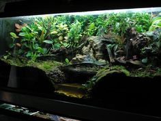 an aquarium filled with lots of plants and rocks