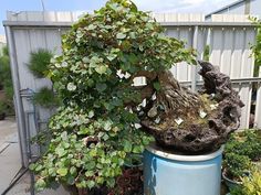 a bonsai tree sitting on top of a blue trash can in a garden area