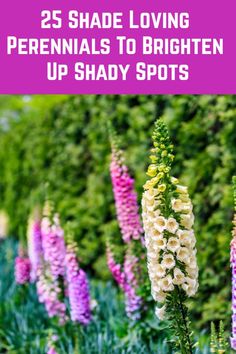 flowers with the words 25 shade loving perennials to brighten up shady spots