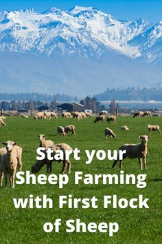 sheep grazing in a field with the words start your sheep farming with first flock of sheep