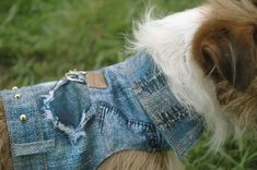 Dog modeling Authentic Denim Jean Jacket 4850 Cloak and Dawggie Dog Jean Jacket, Jean Jacket Styles, Patch Denim, Denim Jacket Patches, Denim Patches, Tiny Dogs, Leather Denim, Classic Jeans, Washed Denim