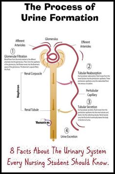 the process of urne formation and its functions in human body, with text on it