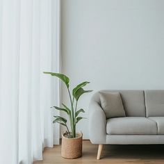 a living room with a couch and a potted plant on the floor in front of a window