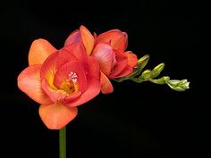 two orange flowers with green stems on a black background in the dark, one blooming and the other budding