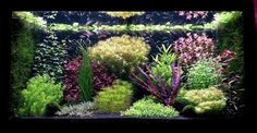 an aquarium filled with lots of different types of plants