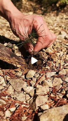 a person is picking up some grass from the rocks on the ground with their hands