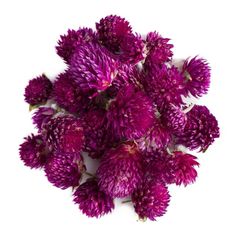 a bunch of purple flowers on a white background