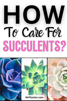 four different succulents with the words how to care for succulents?