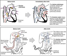 two diagrams showing the stages of heart valves and blood vessels, with arrows pointing in different directions