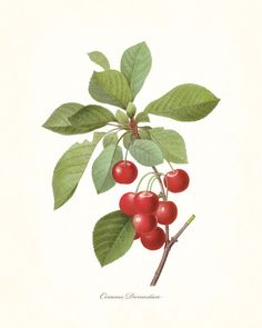 a painting of cherries on a branch with leaves