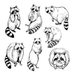 hand drawn raccoon set on white background, sketched in black and white