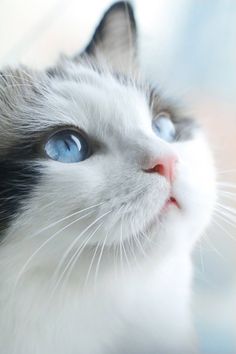 a white and black cat with blue eyes looking up