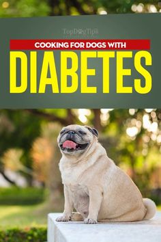 Medical Training, Dog Diet, Dog Care Tips, Homemade Dog Food, Homemade Dog, Healthy Dogs, Dog Health, Dog Care, Dog Food