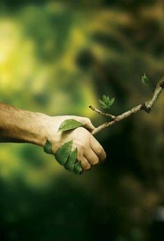 a person holding onto a branch with leaves on it in front of a green background