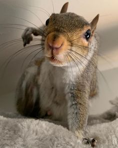 a close up of a small squirrel on a white blanket with it's mouth open