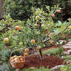 an apple tree with lots of fruit in it