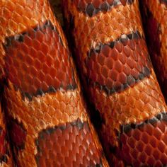 a close up view of the skin of a red and orange snake's tail