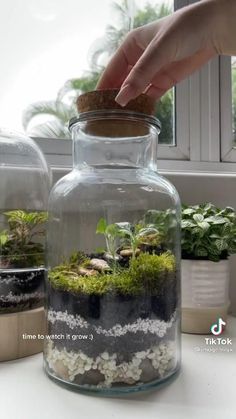 Plants In Terrarium, How To Make A Moss Terrarium, Terrarium Plants Ideas, How To Make A Plant Terrarium, Fairy Garden Terrarium Ideas, Terrarium Ideas Unique Fairy, Teranium Ideas Diy, Fairy Terrarium Ideas Diy, Cute Terrarium Ideas