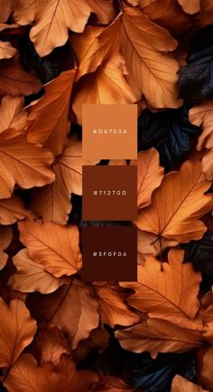 some brown and orange leaves with the words autumn written on them in different colors,