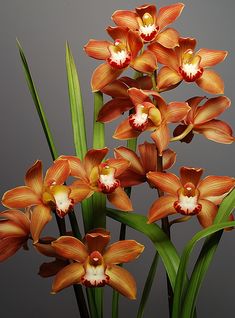 an arrangement of orange and white orchids in a glass vase on a gray background