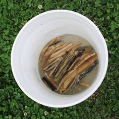 a white bowl filled with sticks on top of green grass