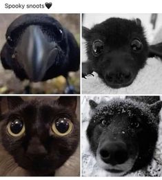 four pictures of different types of animals and birds with caption that reads, spooky shoots