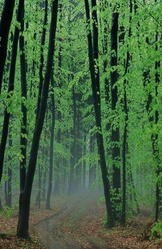 a path in the middle of a forest with trees on both sides and leaves all around