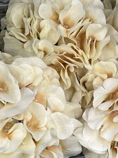 Closeup image of gold hydrangea flowers. White Hydrangea Aesthetic, Closeup Aesthetic, White Gold Aesthetic, White And Gold Aesthetic, Ivory Aesthetic, Gold Hydrangea, Hydrangea Aesthetic, Cream Hydrangea, Notion Ideas