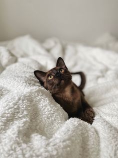 a brown cat laying on top of a bed covered in white blankets and looking up at the camera