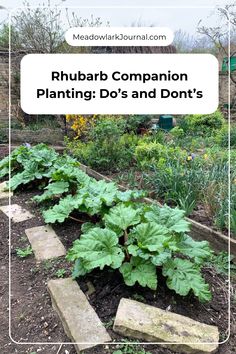 rhubarb companion plants Where To Plant Rhubarb, Rhubarb Garden Raised Beds, How To Plant Rhubarb, Rhubarb Plants How To Grow, Transplanting Rhubarb Plants, Rhubarb Garden Ideas, Rhubarb Companion Plants, Planting Rhubarb, Rhubarb Growing