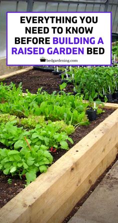 a garden bed filled with lots of green plants