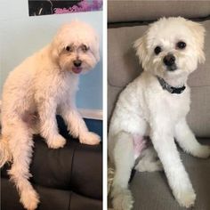 two pictures of small white dogs sitting on top of a couch next to each other