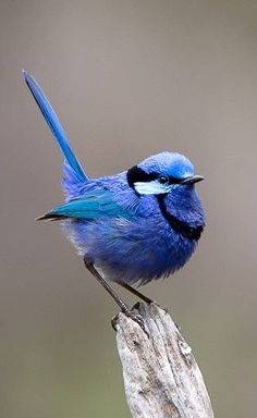 a small blue bird sitting on top of a tree branch