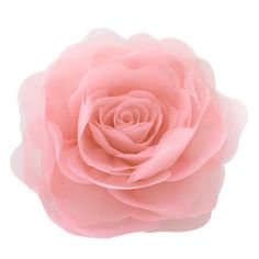 a pink rose is shown on a white background