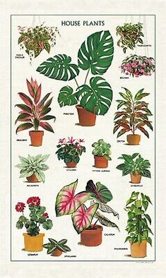 a poster with many house plants on it's sides and the words house plants written in