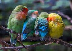 three colorful birds sitting on top of a tree branch