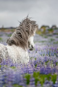 a horse standing in a field of purple and green flowers with hearts on it's side