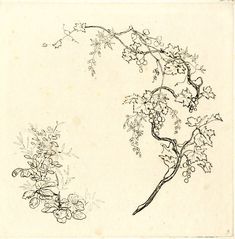 an ink drawing of a tree branch with flowers on it and another plant in the background