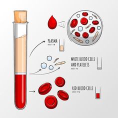 an illustration of blood cells and test tubes with the words plasma, white blood cells and tattles next to it