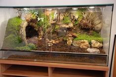 an aquarium filled with moss and rocks on top of a wooden shelf next to a wall