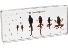 the frog development chart is displayed on a white background with black and red images in it