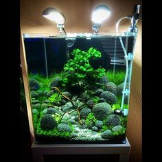 an aquarium filled with green plants and rocks