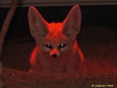 a red fox sitting in the dark with its head turned to the side and glowing eyes